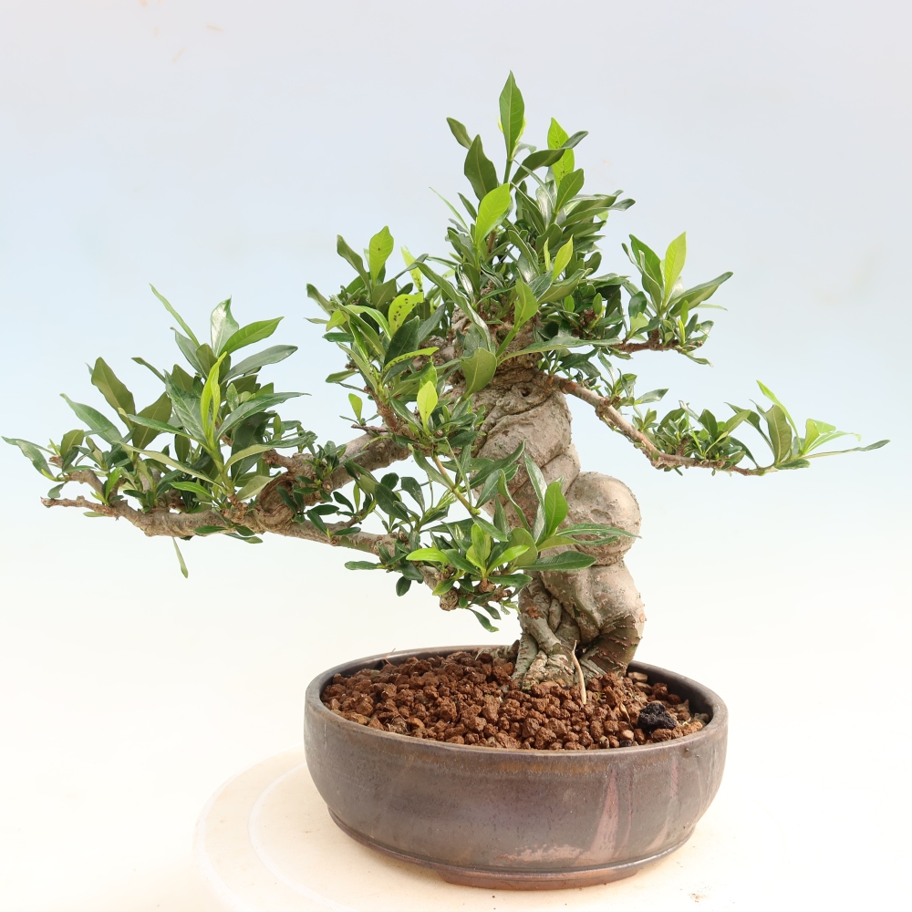 Izba bonsai – Gardenia jasminoides – gardénia