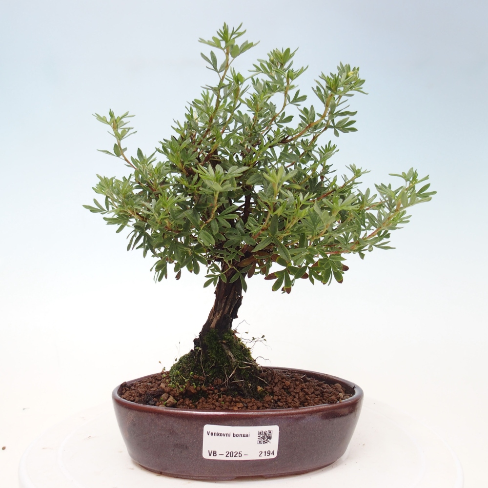 Vonkajšia bonsai-Nátržník krovitá - potentila fruticosa yellow Bird
