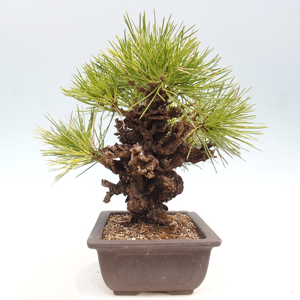 Vonkajšie bonsaje - Pinus thunbergii - borovica Thunbergova