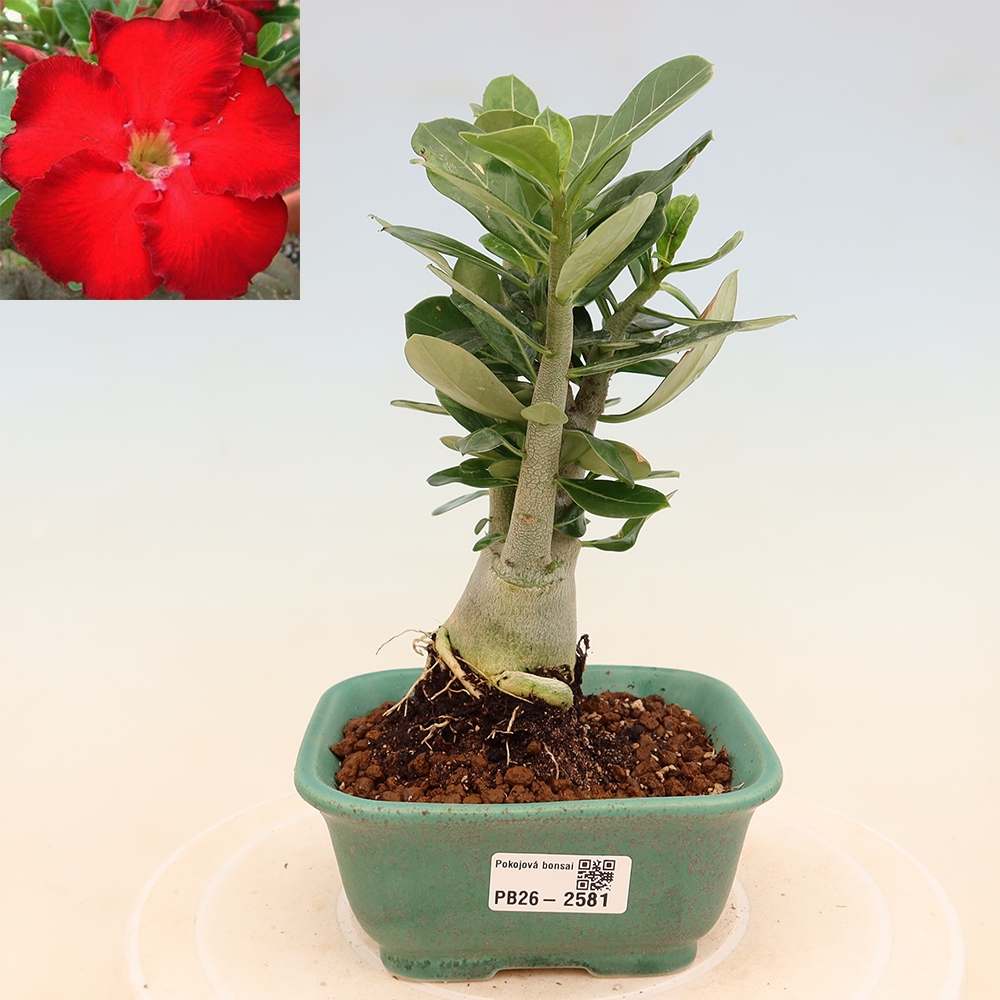 Izba bonsai – Adenium obesum Red Star – Púštna ruža