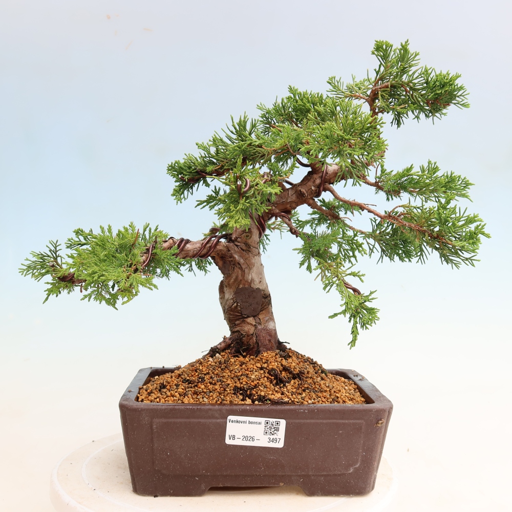 Vonkajší bonsai – Juniperus chinensis Itoigawa – čínsky jalovec