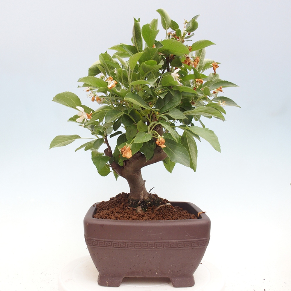 Vonkajší bonsai -Malus halliana - Maloplodá jabloň