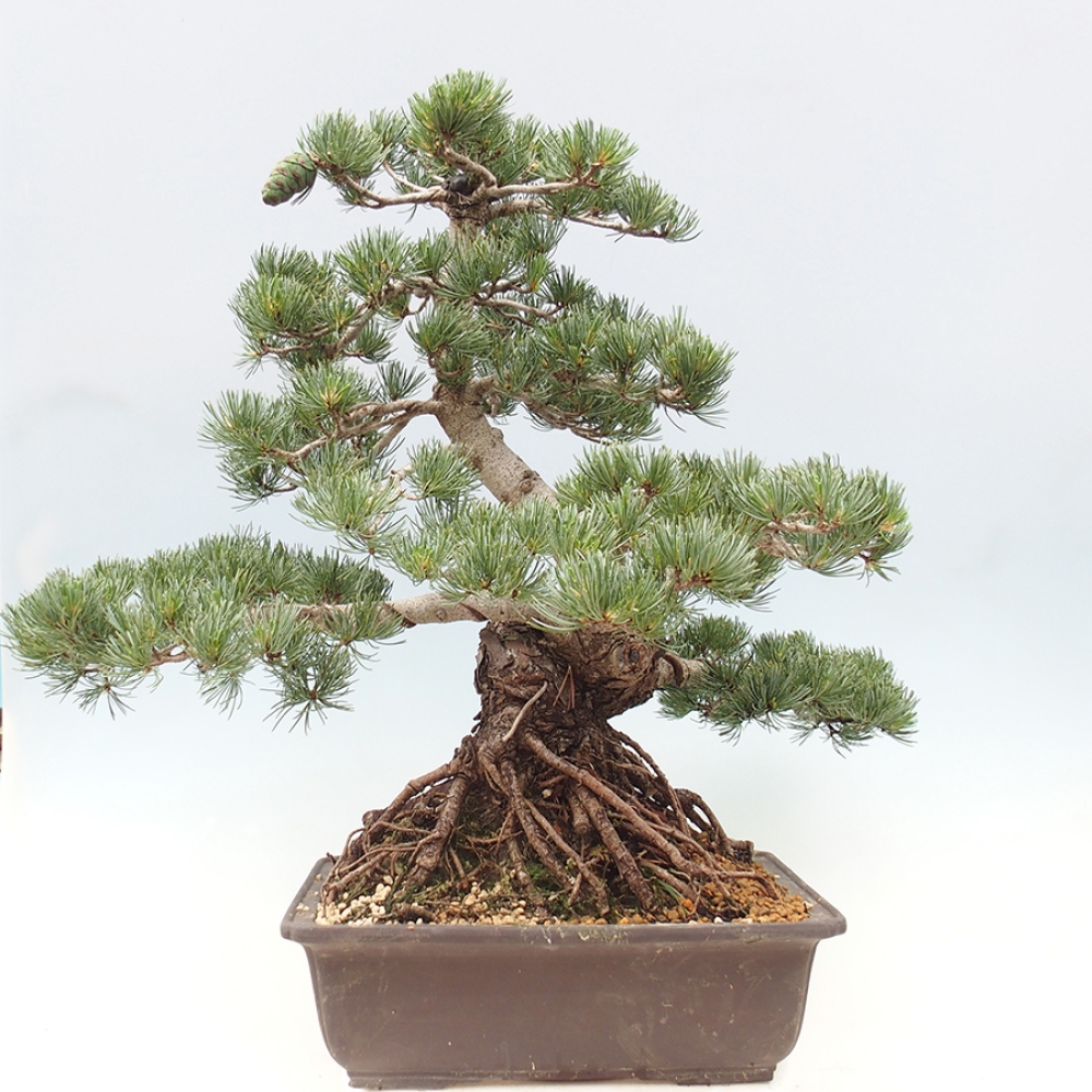 Vonkajšie bonsaje - Pinus parviflora - Pinus parviflora