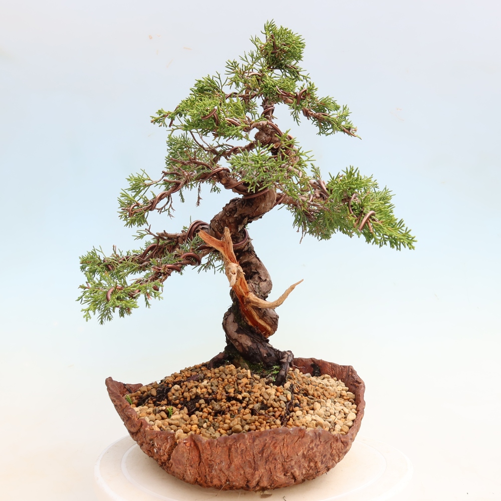 Vonkajší bonsai – Juniperus chinensis Itoigawa – čínsky jalovec