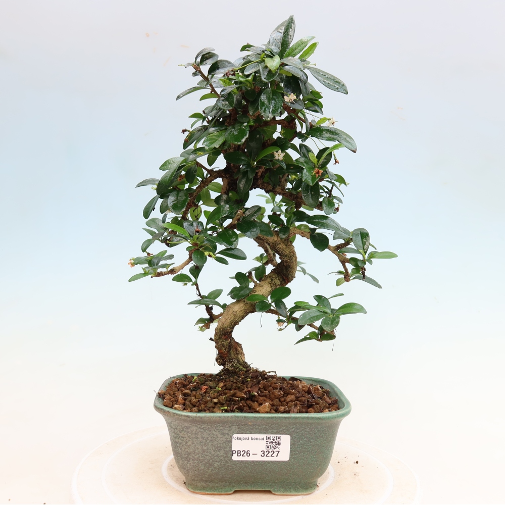 Izbové bonsaje - Carmona macrophylla - Tea fuki