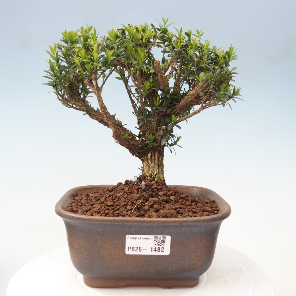 Izbové bonsaje - Buxus harlandii - korkový buxus