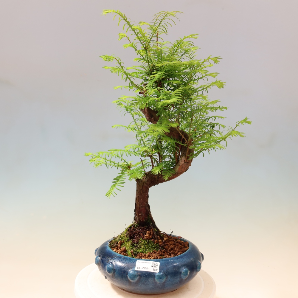 Vonkajšie bonsaje - Metasequoia glyptostroboides - čínska metasekvoja