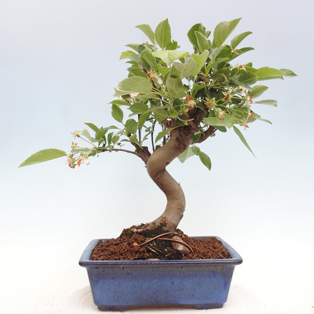 Vonkajší bonsai -Malus halliana - Maloplodá jabloň