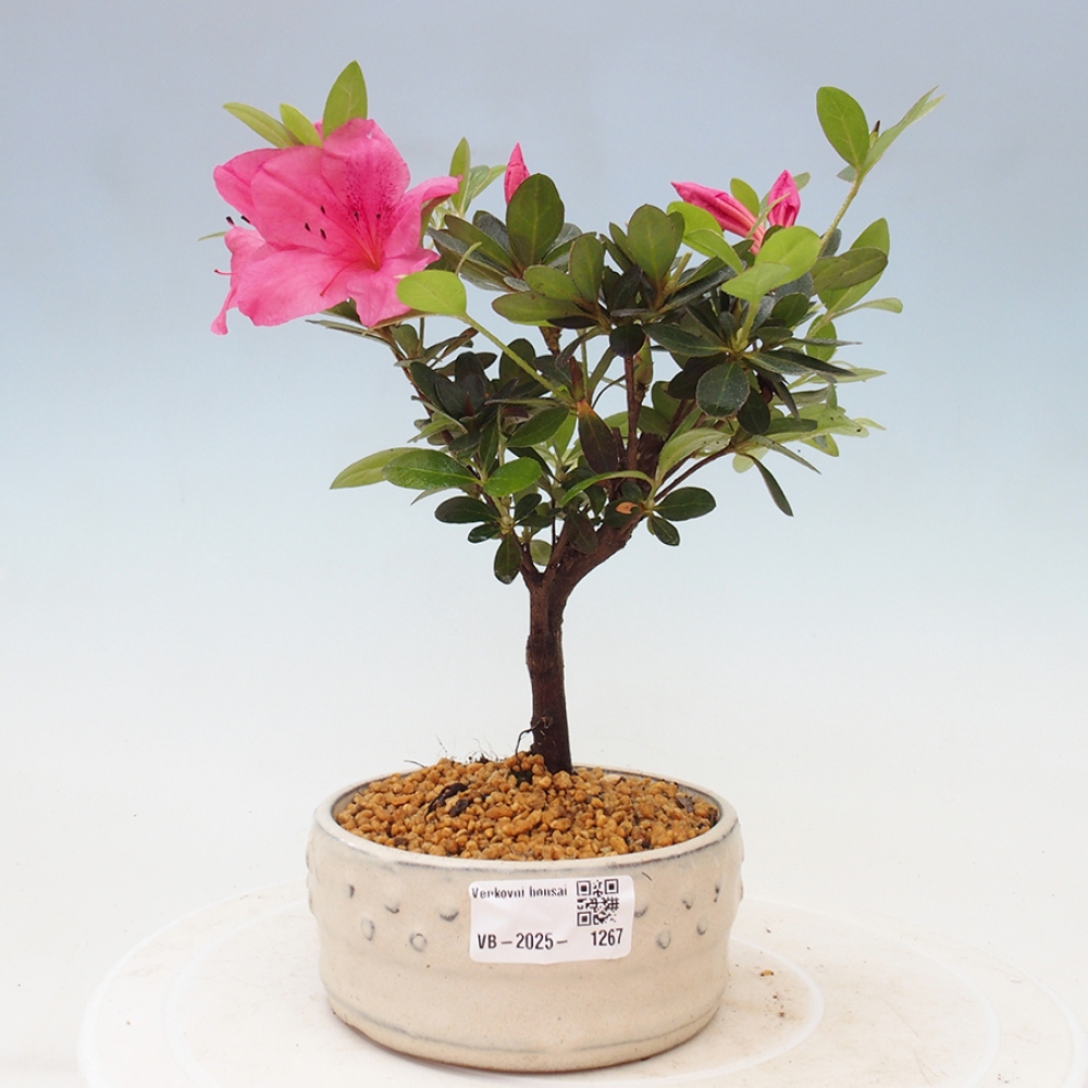 Vonkajší bonsai - Japonská azalka - Azalea sp.