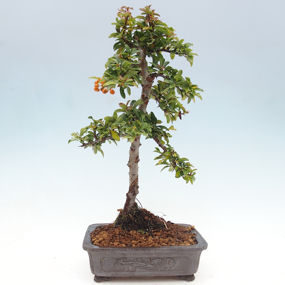 Vonkajšie bonsaje-Pyracantha Teton -Hlox