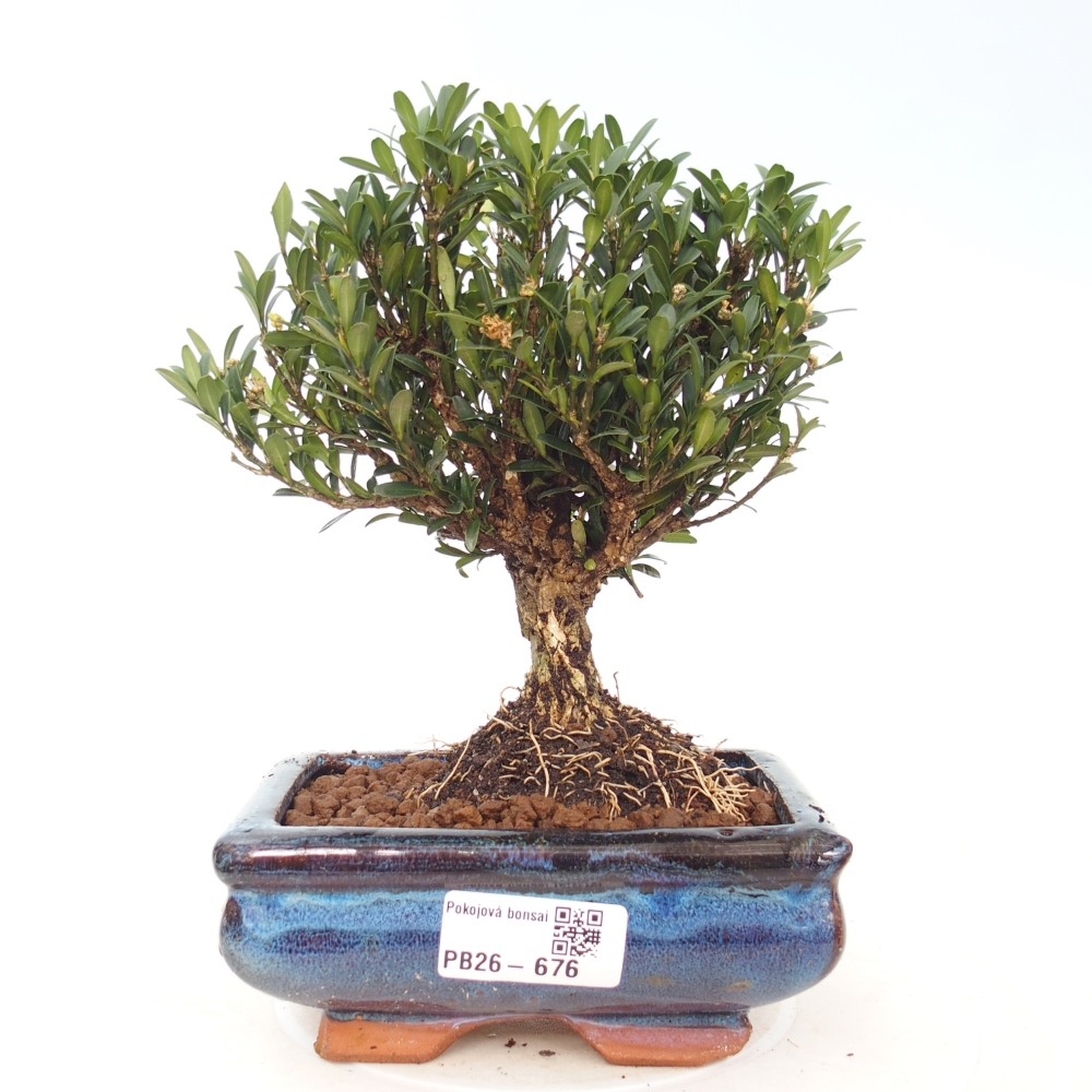 Izbové bonsaje - Buxus harlandii - korkový buxus