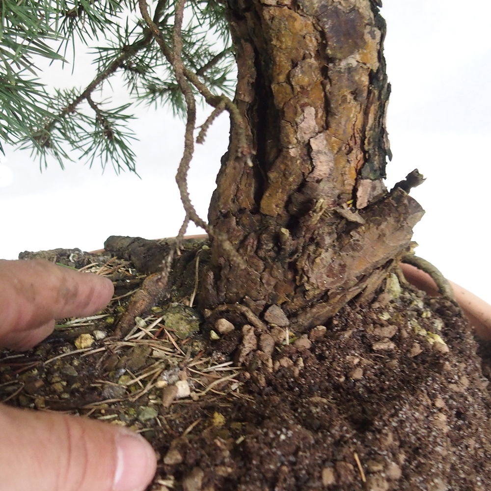 Yamadori - Pinus sylvestris 