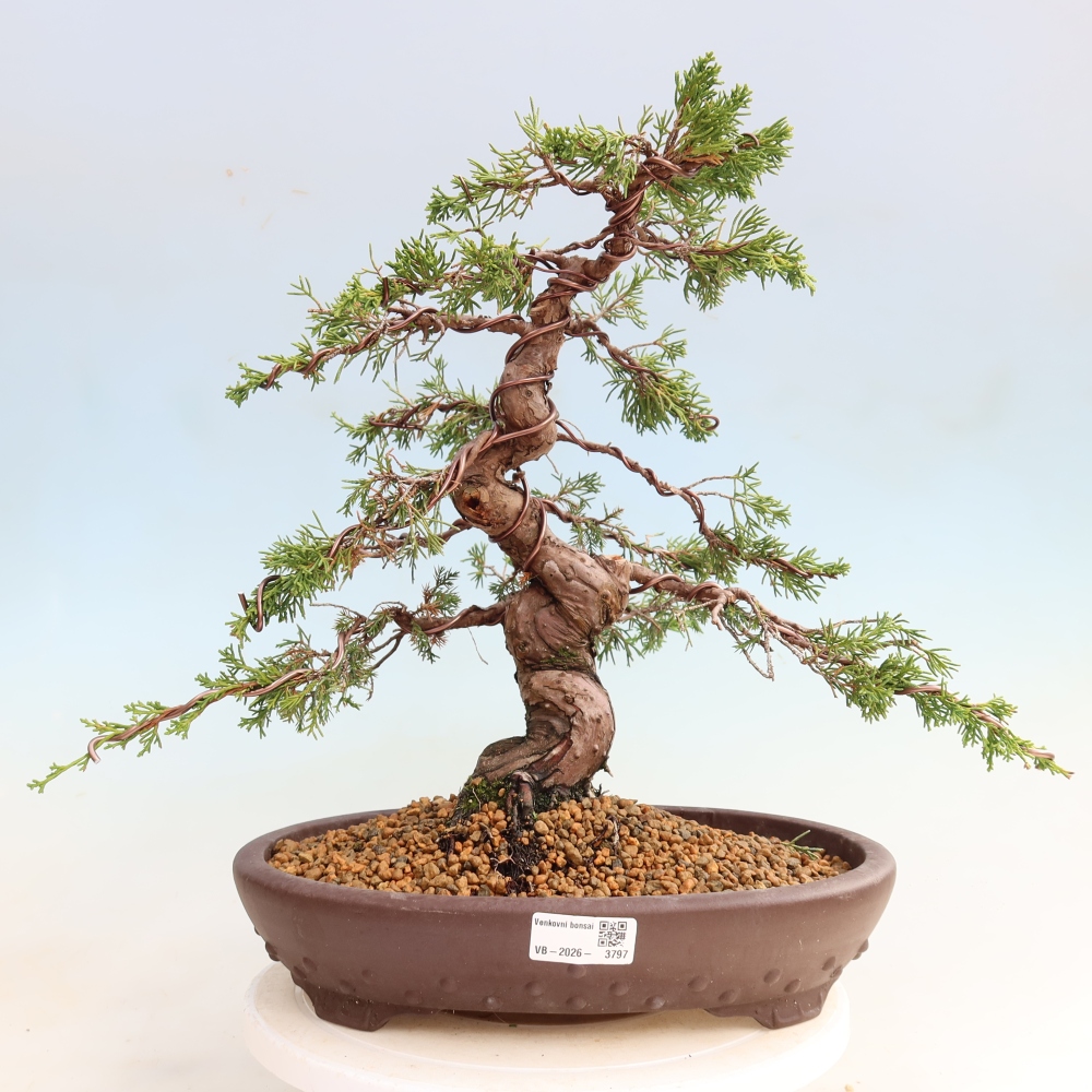 Vonkajší bonsai – Juniperus chinensis Itoigawa – čínsky jalovec