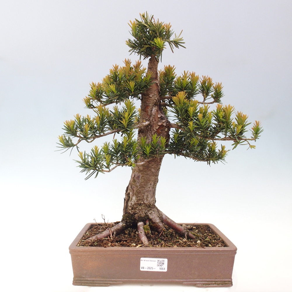 Vonkajší bonsai - Taxus cuspidata - Tis japonský