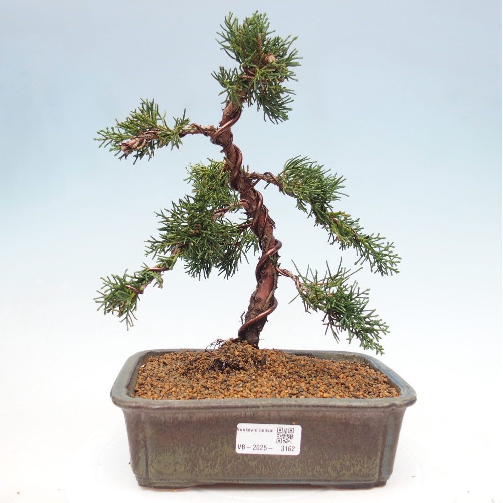 Vonkajšie bonsai - Juniperus chinensis Kishu -Jalovec čínsky