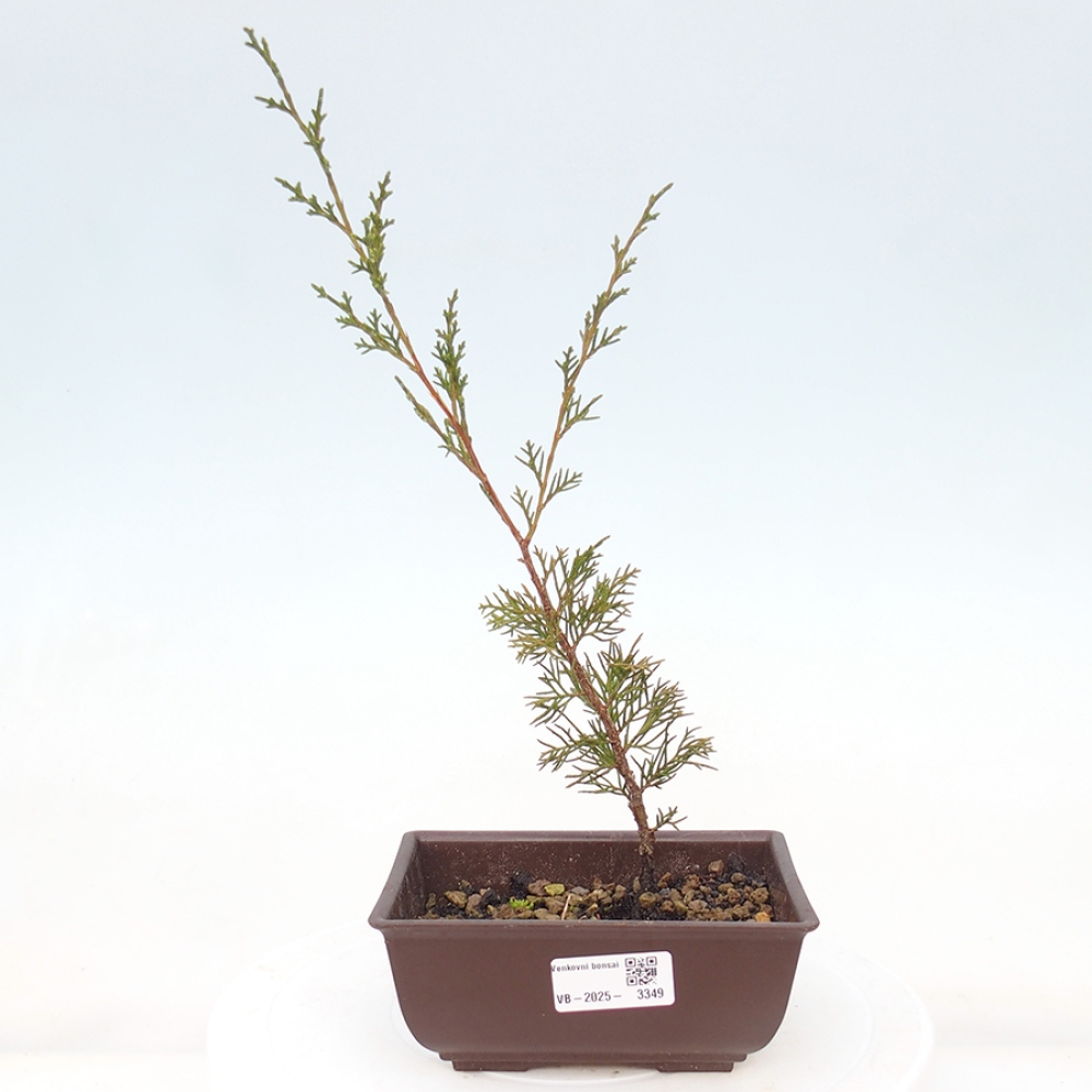 Vonkajší bonsai - Juniperus chinensis Itoigawa -Jalovec čínsky