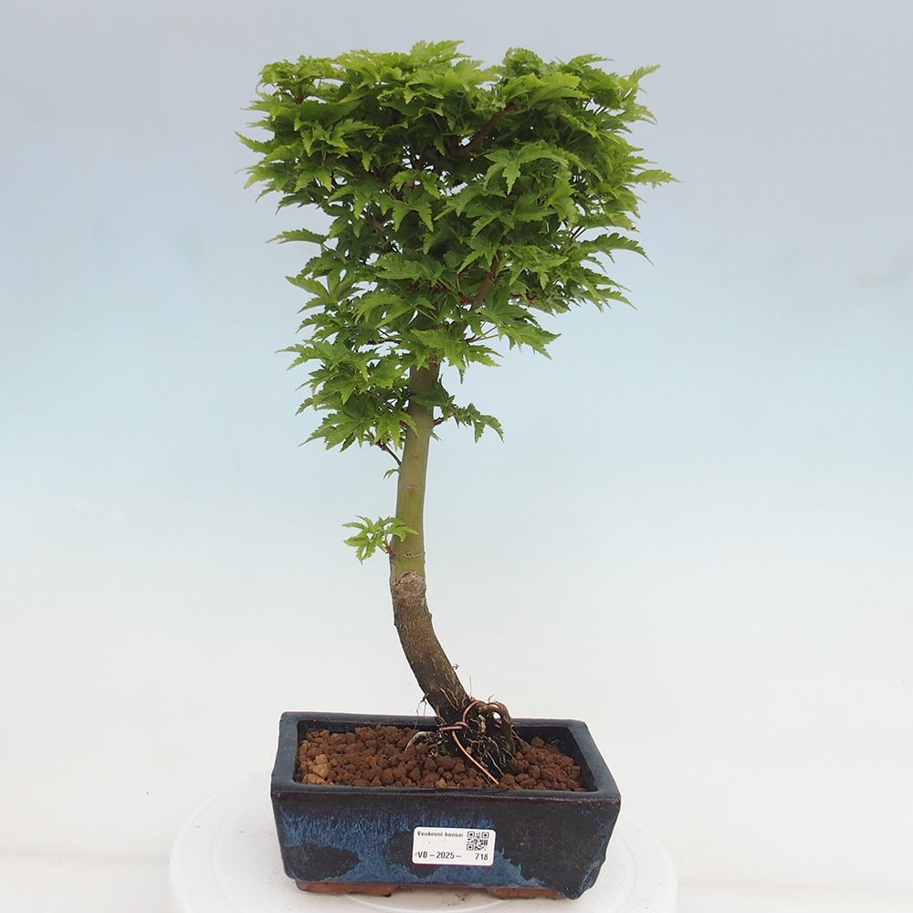 Vonkajší bonsai -Javor dlanitolistý Acer palmatum Shishigashira