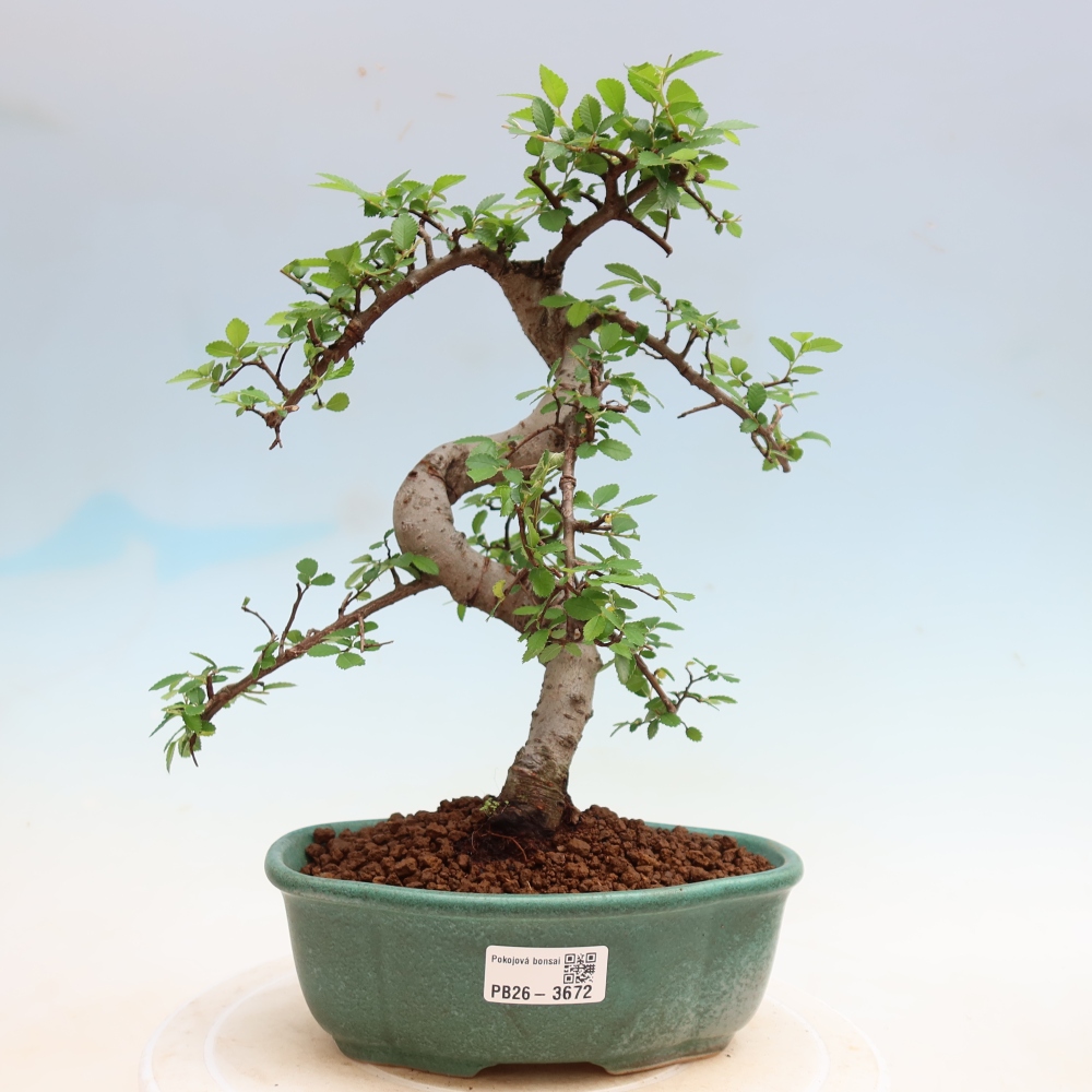 Izbový bonsaj - Ulmus parvifolia - brest malolistý