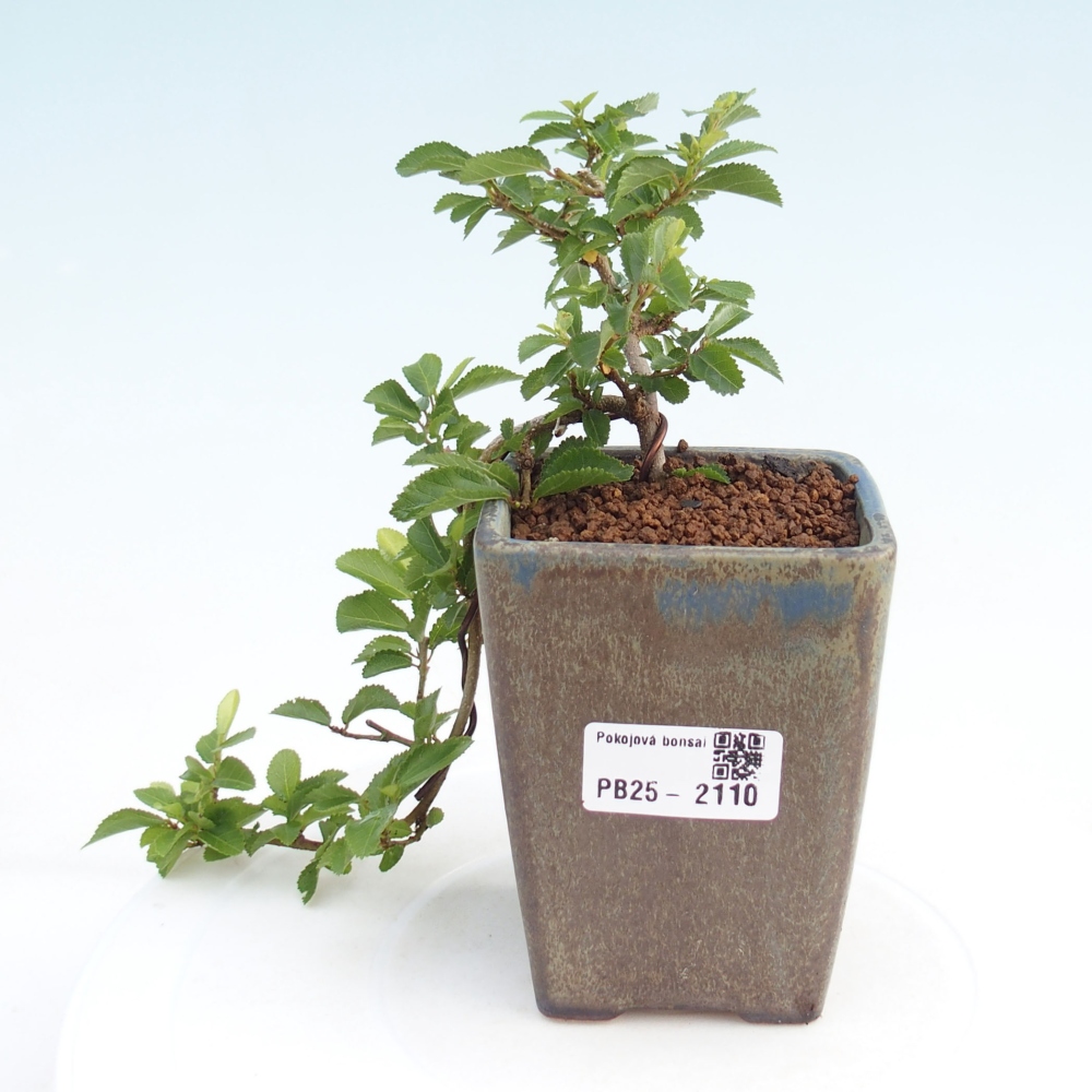 Izbová bonsai - Grewia occidentalis - Hviezdica levanduľová
