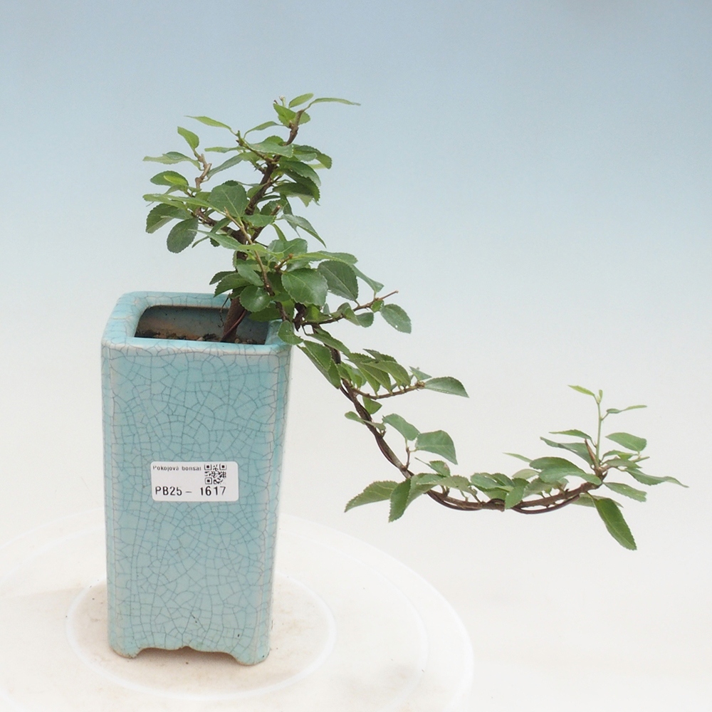 Izbová bonsai - Grewia occidentalis - Hviezdica levanduľová