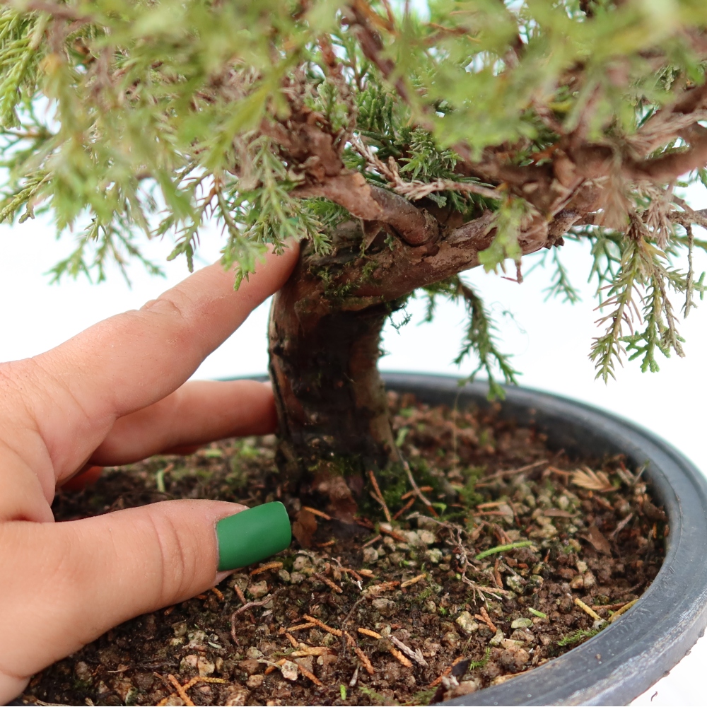 Vonkajší bonsai – Juniperus chinensis Itoigawa – čínsky jalovec