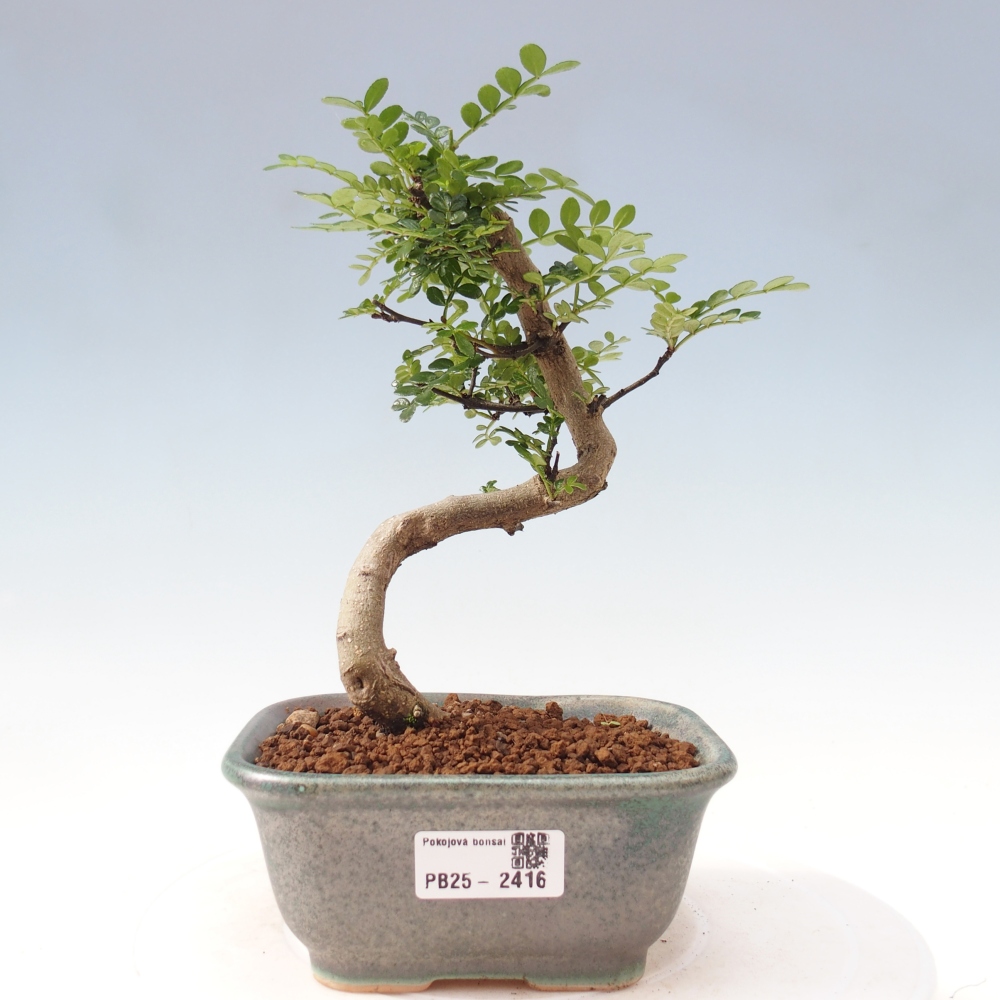 Izbová bonsai - Zantoxylum piperitum - korenistý