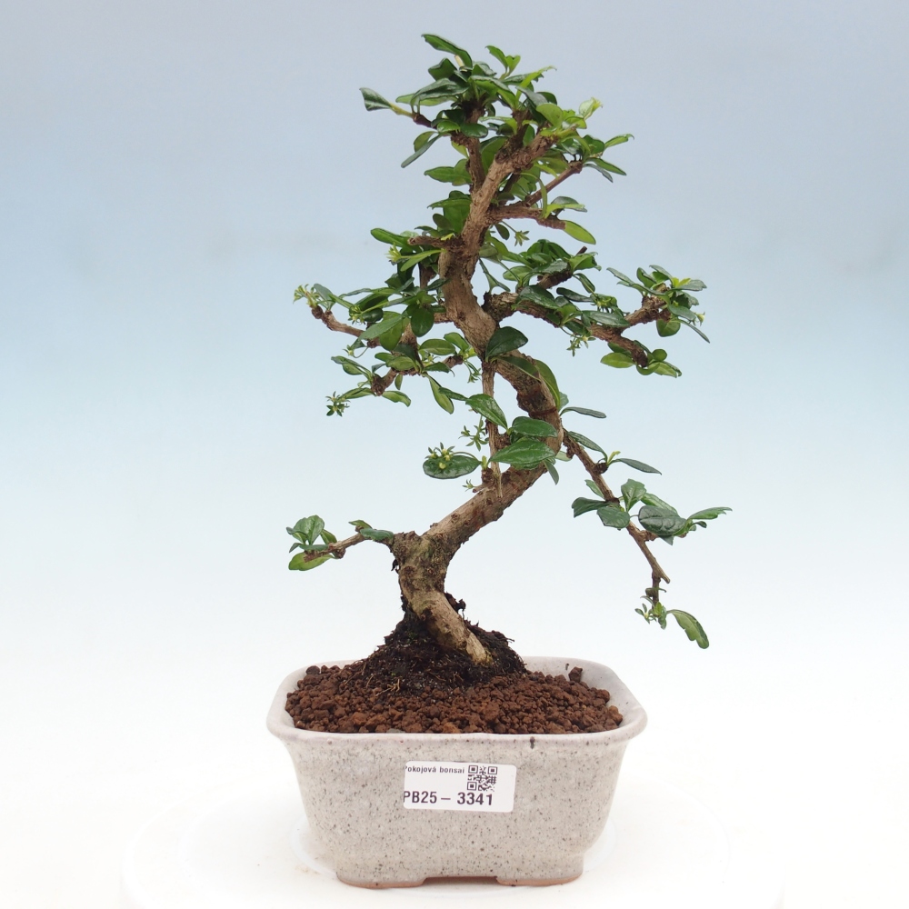 Izbová bonsai - Carmona macrophylla - Čaj fuki