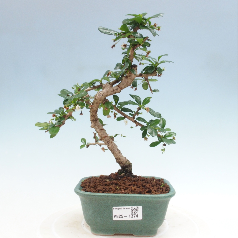 Izbová bonsai - Carmona macrophylla - Čaj fuki