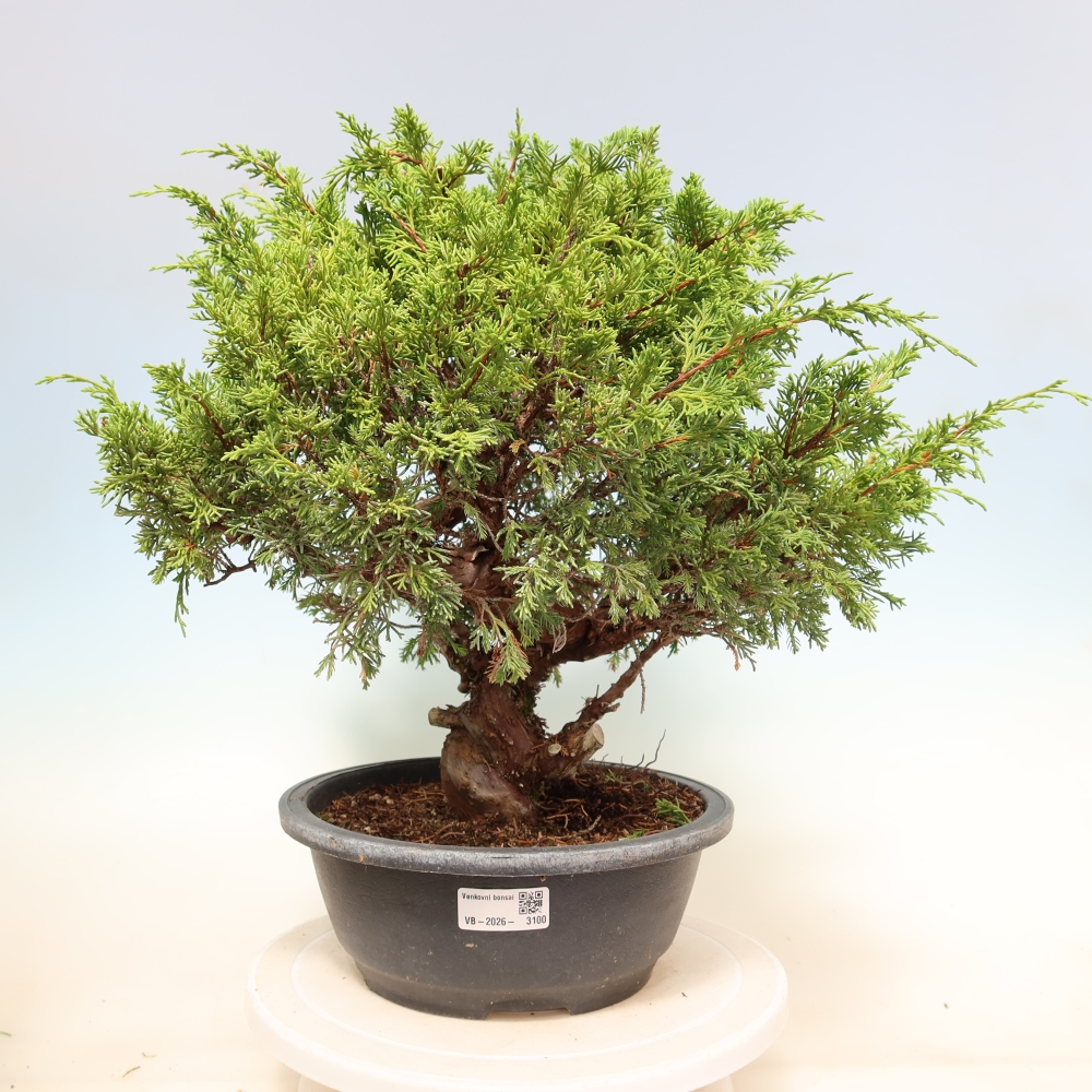 Vonkajší bonsai – Juniperus chinensis Itoigawa – čínsky jalovec