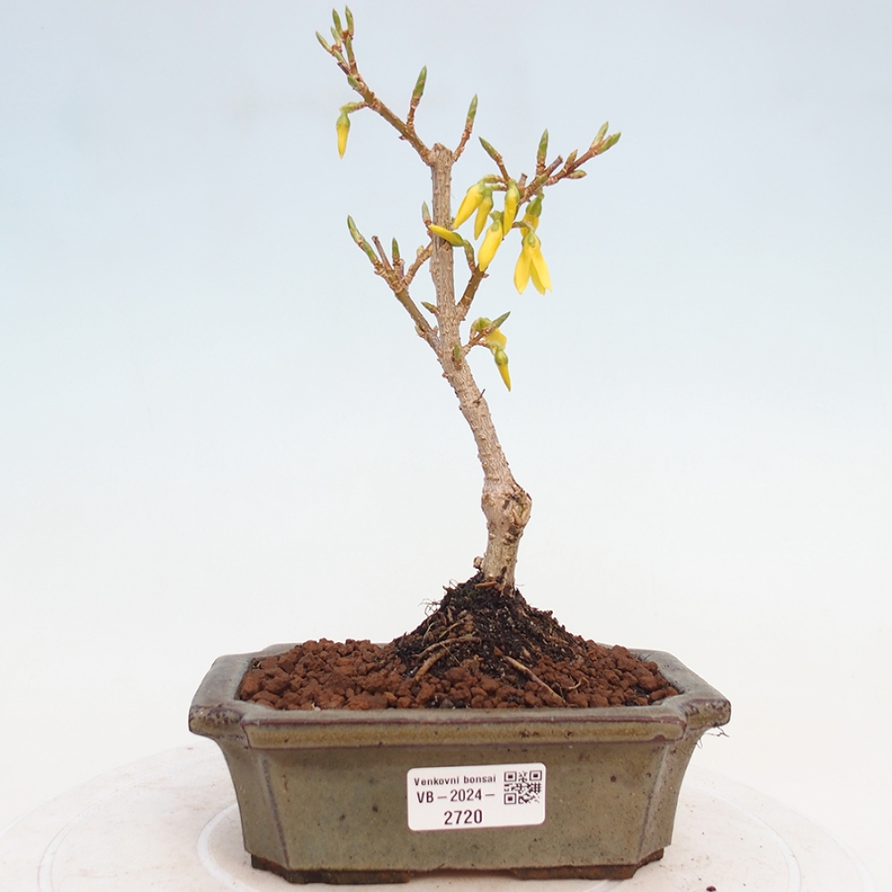 Vonkajší bonsai - Zlatice - Forsythia intermedia 