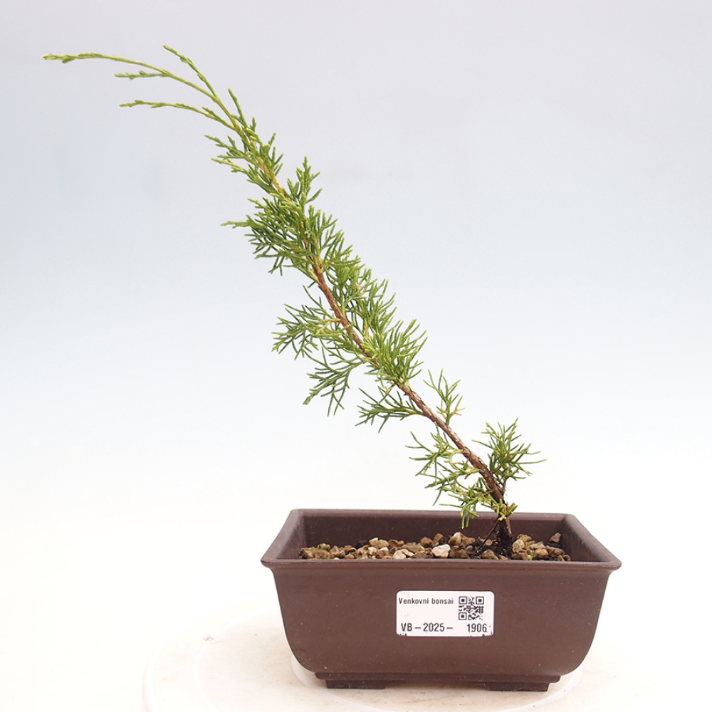 Vonkajší bonsai - Juniperus chinensis Itoigawa -Jalovec čínsky