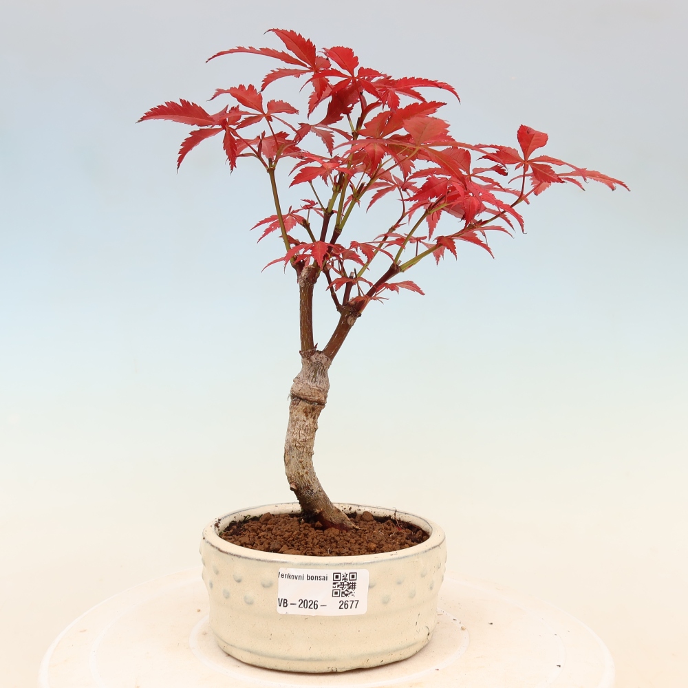 Vonkajšia bonsaj - palma Acer. Atropurpureum-Javor palmový