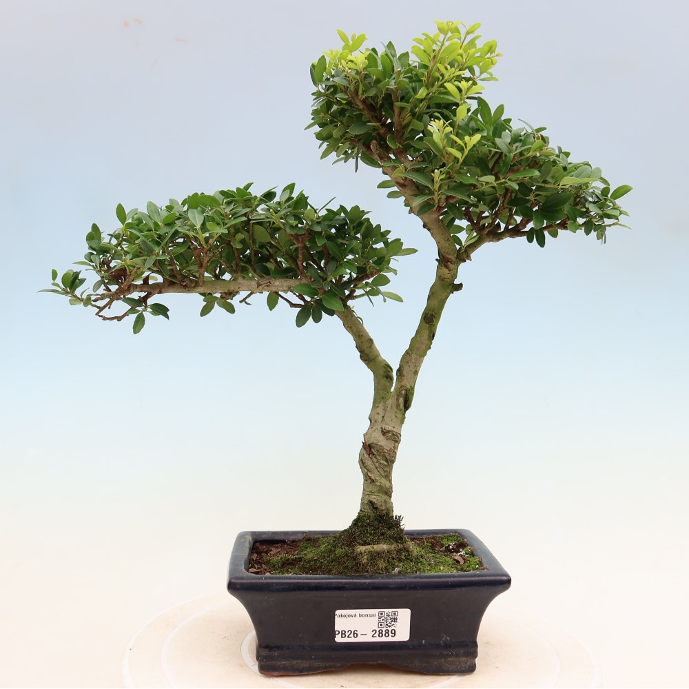 Izbový bonsaj - Ilex crenata - Cesmína