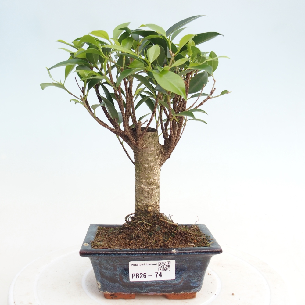 Izbové bonsaje Ficus retusa kimmen