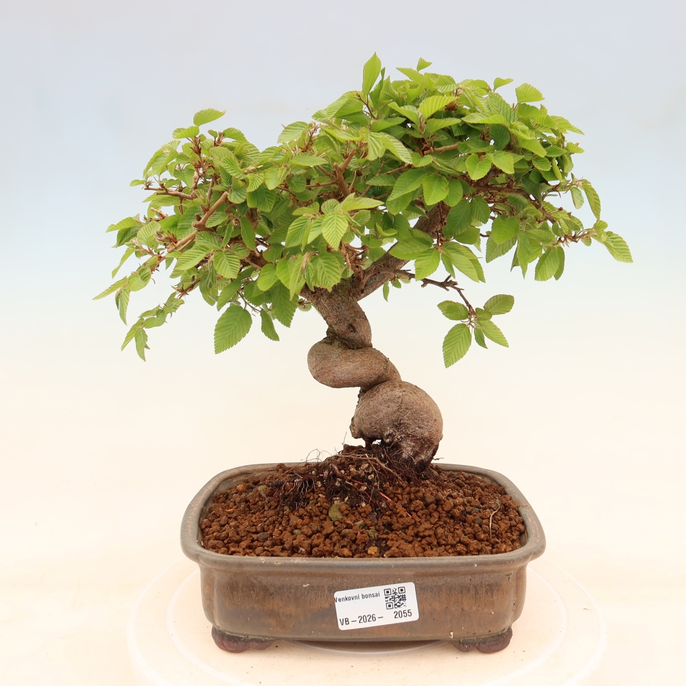 Vonkajší bonsaj -Carpinus coreana - Hrab kórejský