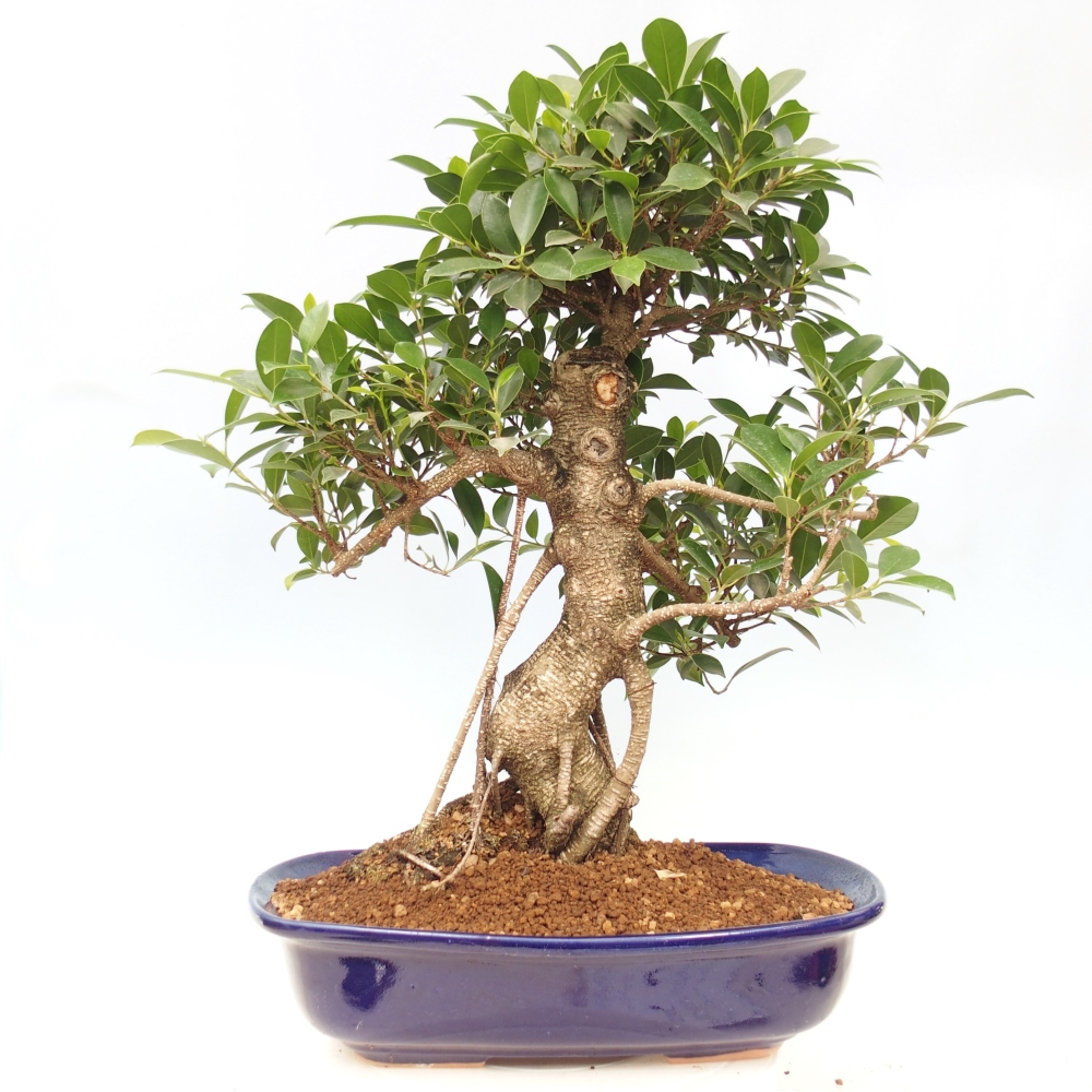 Izbový bonsaj - Ficus kimmen - drobnolistý fikus - len osobný odber alebo preprava na paletách