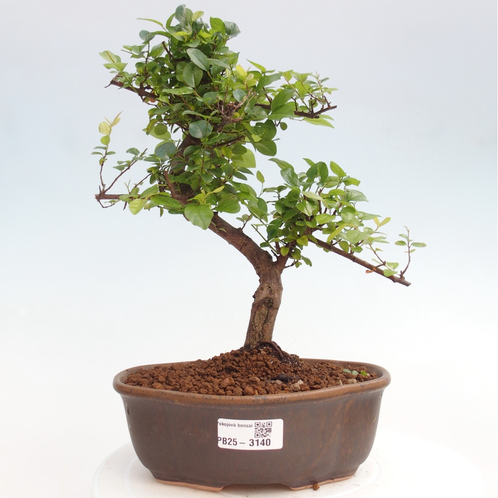Izbová bonsai - Sagerécia thea - Sagerécia thea