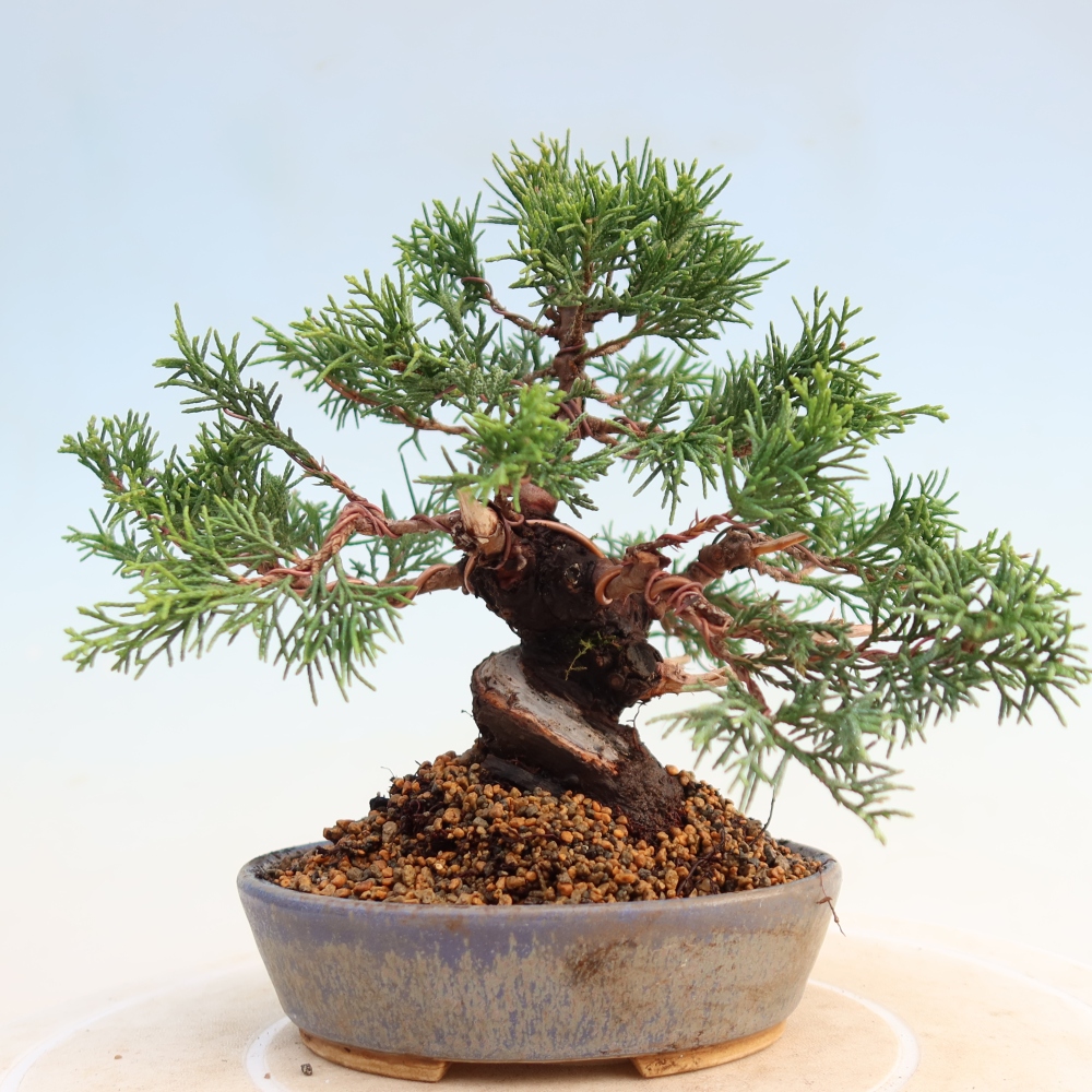 Vonkajší bonsai - Juniperus chinensis Itoigawa -Jalovec čínsky