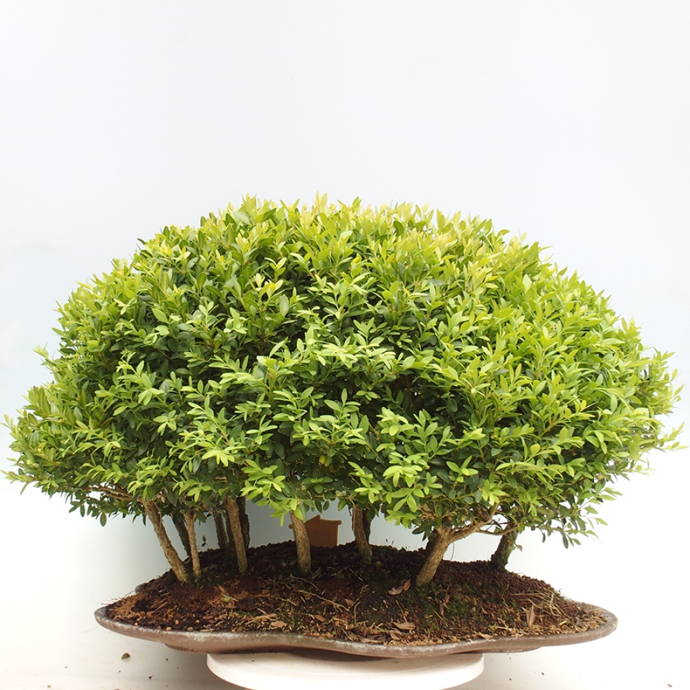 Vonkajšie bonsai - Buxus sempervirens - krušpán