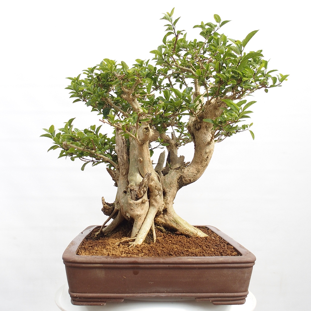 Izbová bonsai - Premna serratifolia - Kozlovoň malolistá