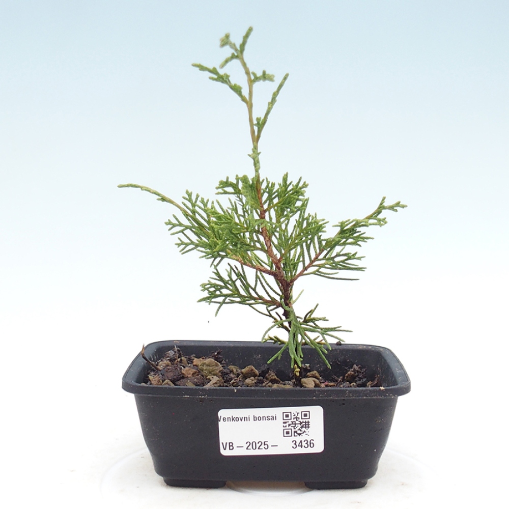 Vonkajší bonsaj - Juniperus chinensis Itoigawa