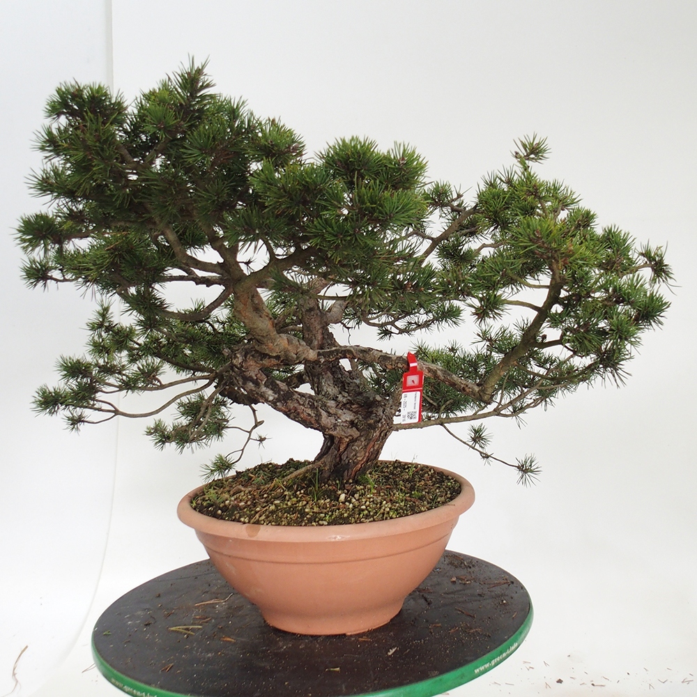Yamadori - Pinus sylvestris Španielsko