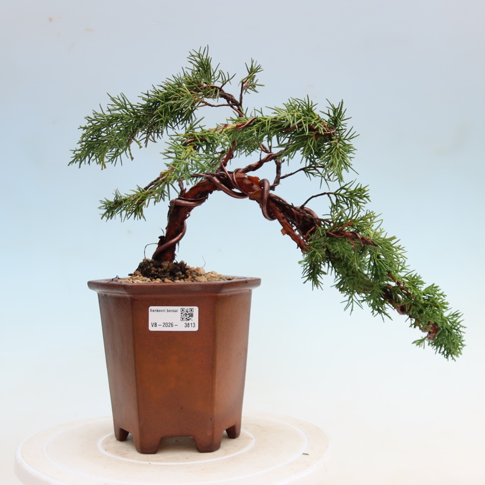 Vonkajší bonsaj - Juniperus chinensis Kishu