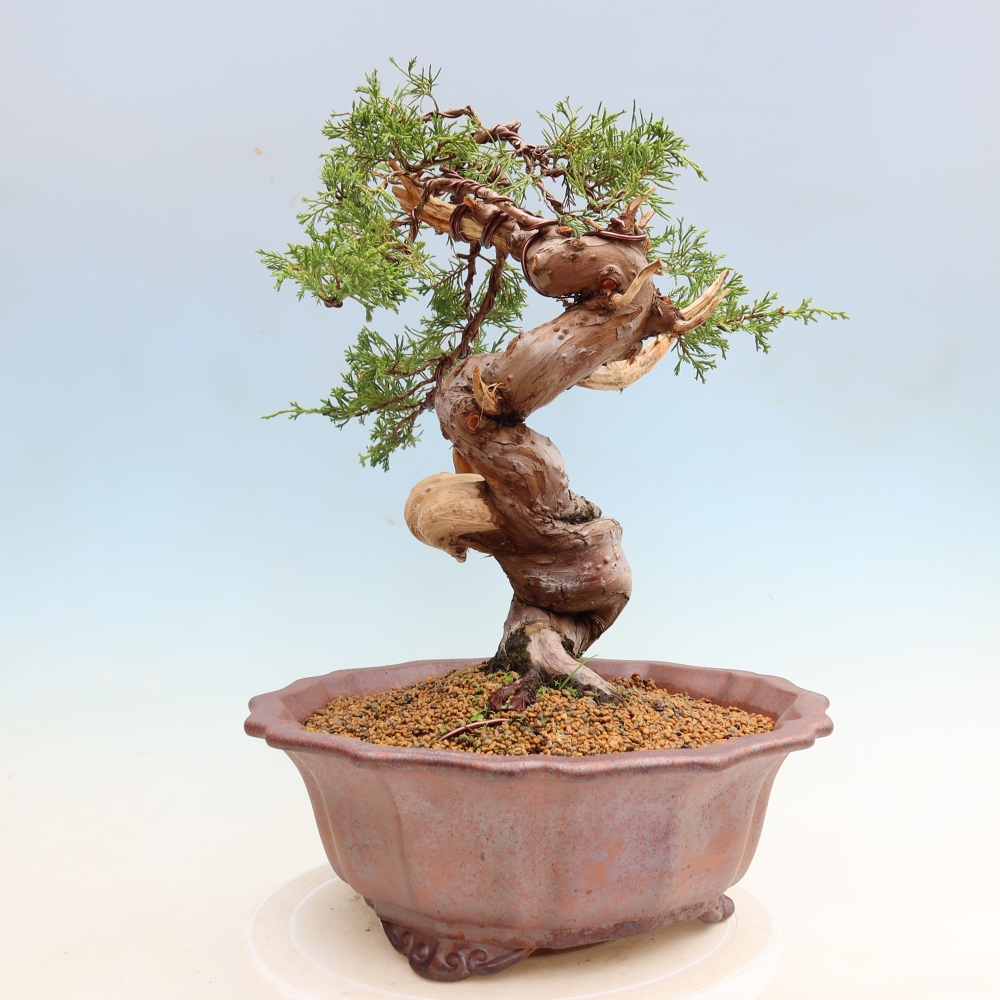 Vonkajší bonsai – Juniperus chinensis Itoigawa – čínsky jalovec