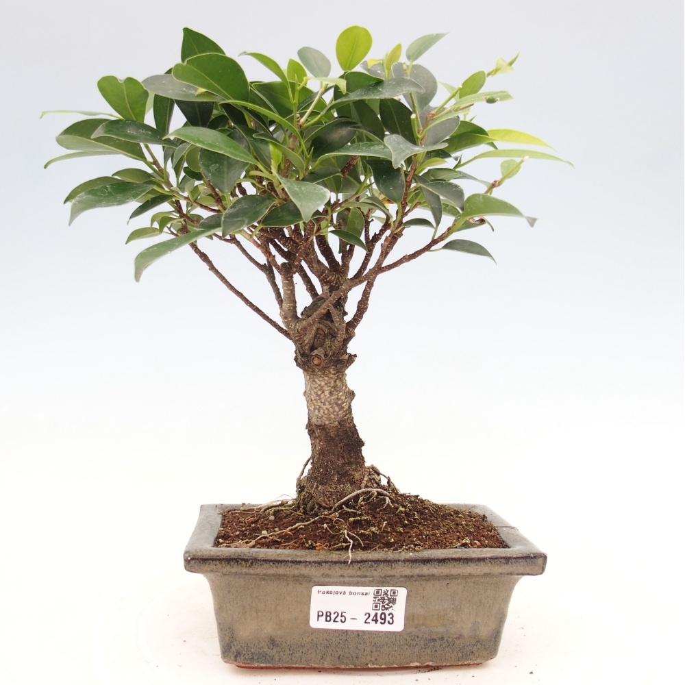 Izbová bonsai - Ficus retusa - malolistý fikus