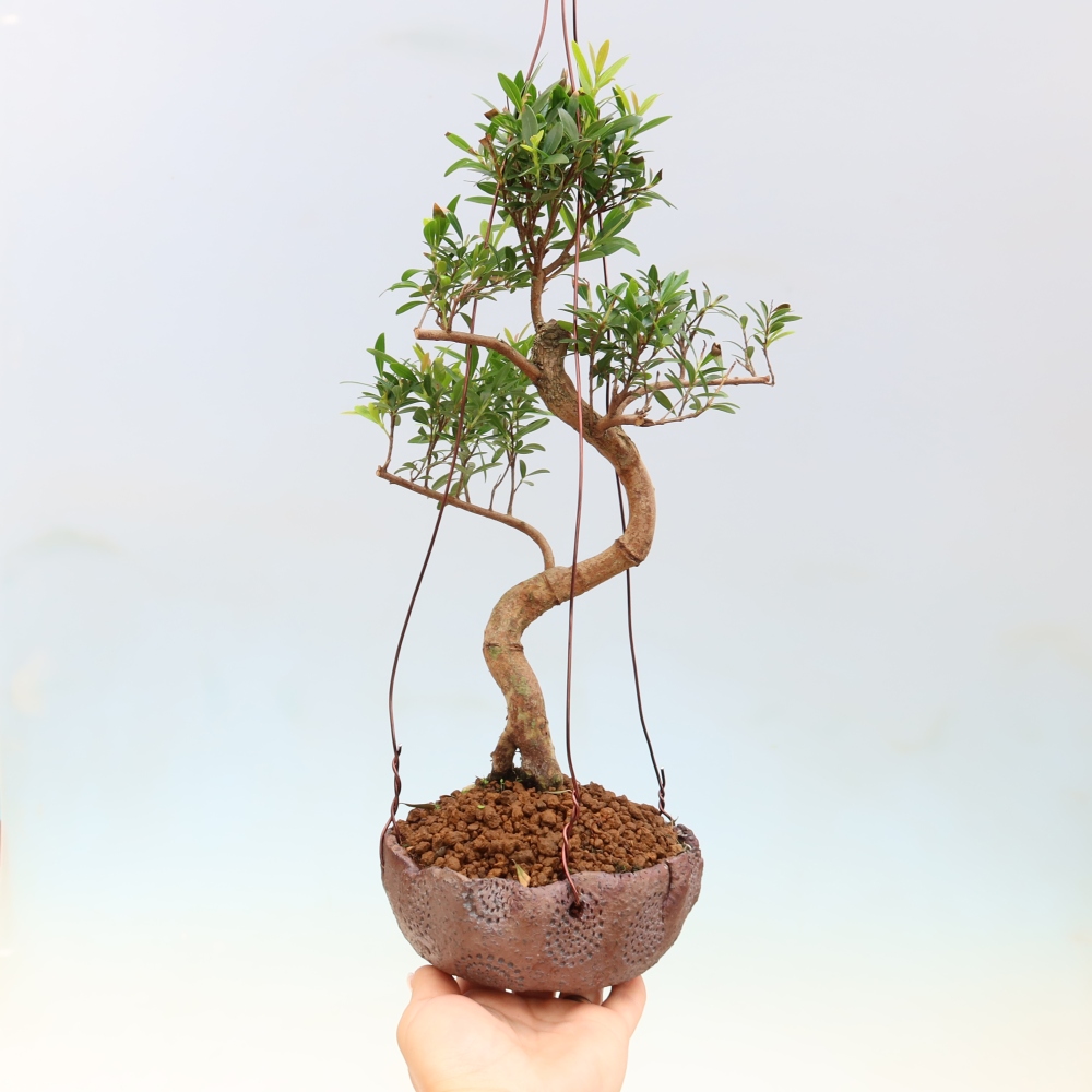 Kokedama v keramike – Syzygium – Pimentovník