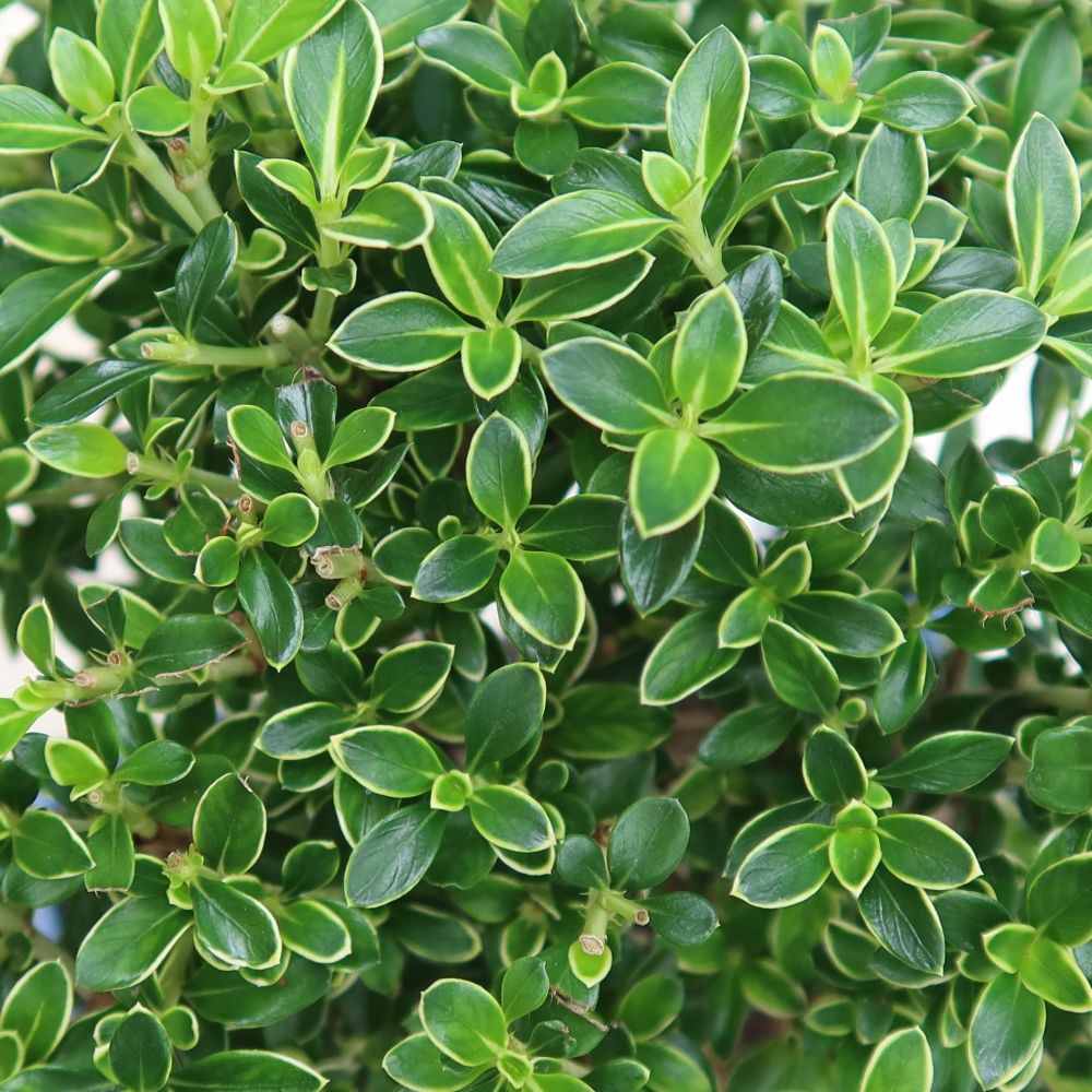 Izba bonsai – Serissa foetida Variegata – Strom tisíc hviezd