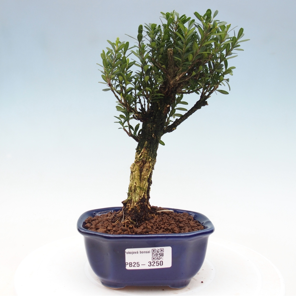 Izbové bonsaje - Buxus harlandii - korkový buxus
