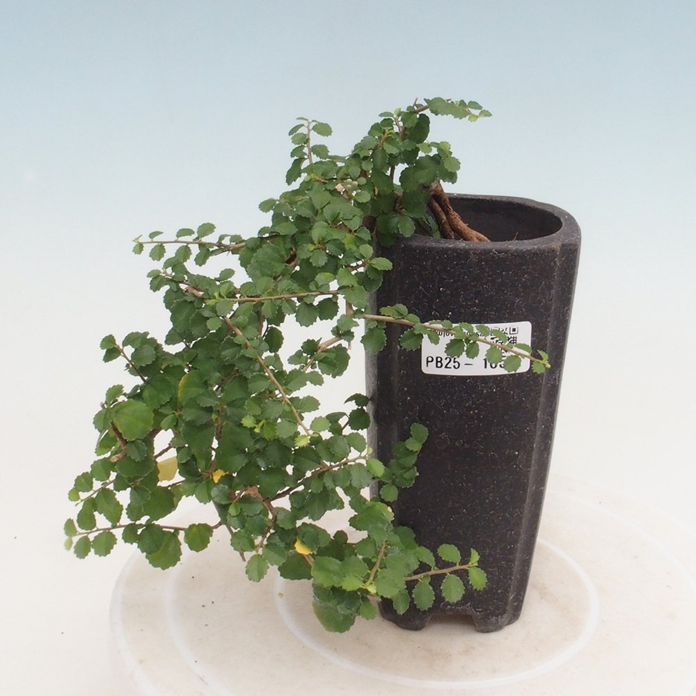 Izbová bonsai - Grewia sp. - Grewie malolistá