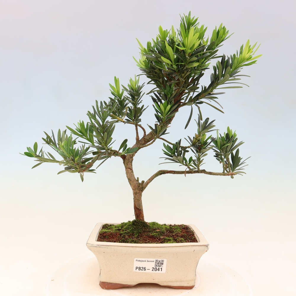 Izbové bonsaje - Podocarpus - Kamenný tis